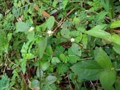 Alternanthera bettzickiana