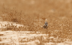 Ramphocoris clotbey