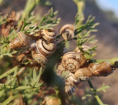 Theba pisana