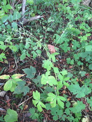 Sanicula chinensis