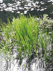 Sparganium erectum