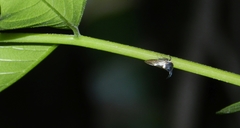 Otinotus