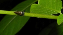 Otinotus