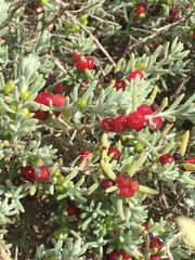 Nitraria billardierei