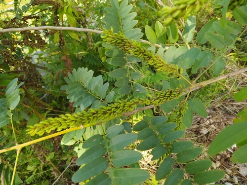 beztvarec krovitý (Amorpha fruticosa)