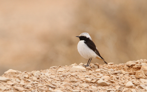 Mourning Wheatear (Oenanthe lugens), photo 7