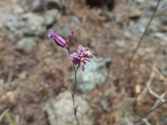 Streptanthus glandulosus glandulosus