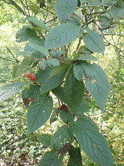 Cotoneaster rehderi
