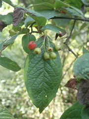 Cotoneaster rehderi