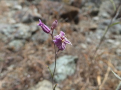 Streptanthus glandulosus glandulosus