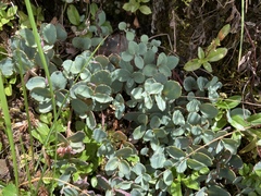 Phedimus subcapitatum