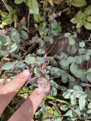 Phedimus subcapitatum