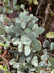 Phedimus subcapitatum