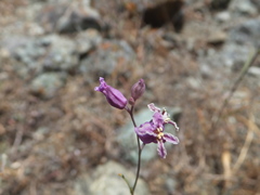 Streptanthus glandulosus glandulosus