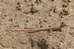 Acanthodactylus boskianus asper