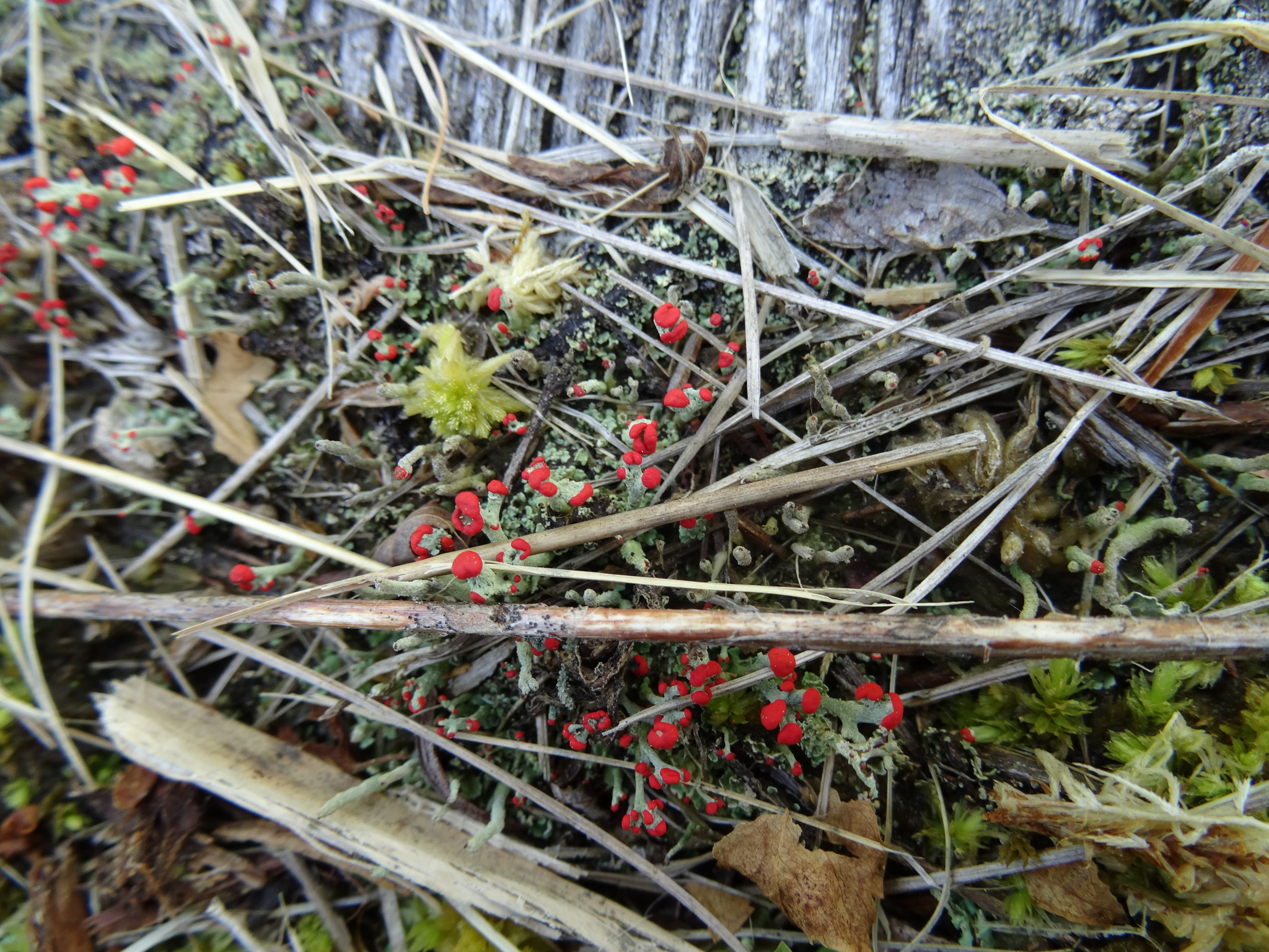 Cladonia cristatella image