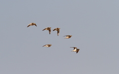 Pterocles coronatus