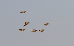 Pterocles coronatus