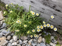 Erigeron morrisonensis