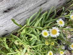 Erigeron morrisonensis