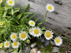 Erigeron morrisonensis