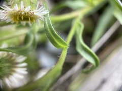 Erigeron morrisonensis