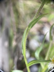 Erigeron morrisonensis