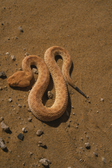Cerastes vipera