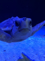 Caretta