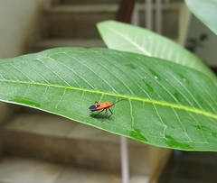 Oncopeltus nigriceps