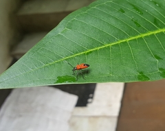 Oncopeltus nigriceps