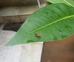 Oncopeltus nigriceps