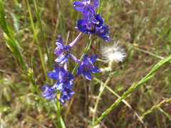 Delphinium patens