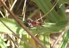 Alydus calcaratus