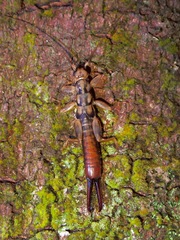 Cranopygia