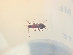 Alydus calcaratus
