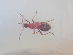 Alydus calcaratus