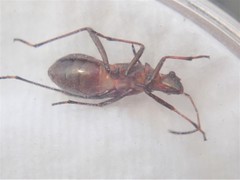 Alydus calcaratus