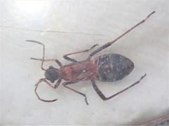 Alydus calcaratus