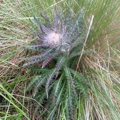 Cirsium nivale