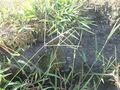 Digitaria sanguinalis