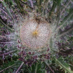 Cirsium nivale