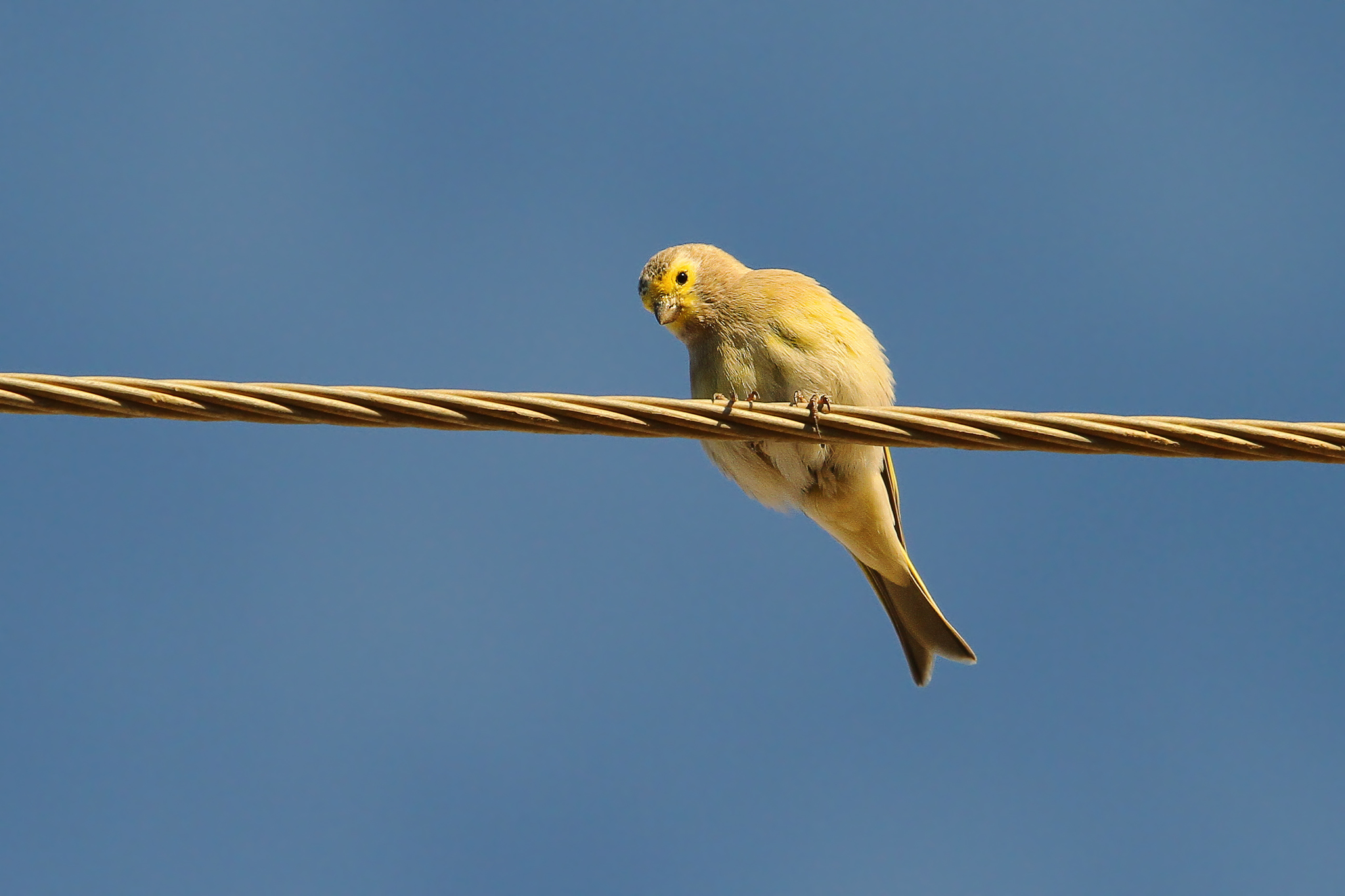 Syrian Serin (Serinus syriacus), photo 5