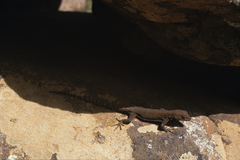 Quedenfeldtia trachyblepharus