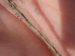 Digitaria sanguinalis