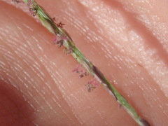 Digitaria sanguinalis