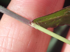Digitaria sanguinalis