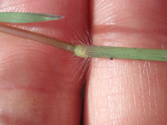 Digitaria sanguinalis