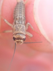 Acheta domesticus