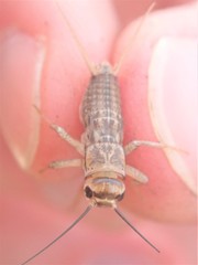 Acheta domesticus